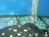 Datnoid and Shark aquarium TRIP 010.JPG