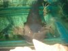 Datnoid and Shark aquarium TRIP 009.JPG