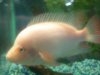 Datnoid and Shark aquarium TRIP 007.JPG