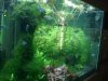 Datnoid and Shark aquarium TRIP 005.JPG