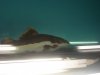 Datnoid and Shark aquarium TRIP 003.JPG