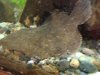 flounder 4.jpg