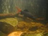 Shark 001.jpg