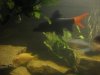Shark 003.jpg