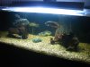 Fish1.jpg