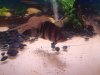 fish17 031.JPG fish17 031.JPG