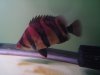 fish 13 001.JPG fish 13 001.JPG