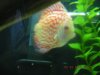 Discus Fish 005.jpg