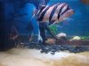 fish17 007.JPG fish17 007.JPG