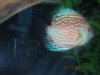 Discus Fish 003.jpg