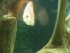 Discus Fish 007.jpg