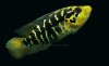 Yellow Head Female.jpg
