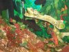 90 gallon action chase.jpg