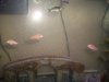 Albino Corydoras Cats and Blue Rainbowfish.jpg