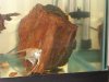 angelfish checking out gold nugget.jpg