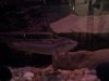 fish.JPG