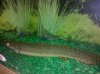 baby bichir.jpg