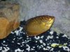 Our Fish 035.JPG