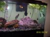 Our Fish 039.JPG