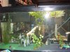 tropical fish 166.jpg