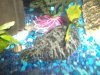 tropical fish 083.jpg