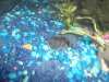 tropical fish 084.jpg