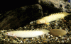 Senegal-bichir's.gif