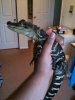 bbaygator.jpg