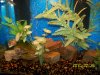 petes tank.jpg