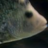 fish 1.jpg