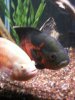 new fish pics &more 044.jpg