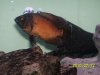 Our Fish 042.JPG
