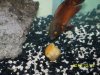 Our Fish 037.JPG