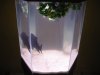 Tilapia 001.jpg