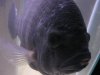 Tilapia 002.jpg