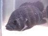 Tilapia 003.jpg