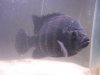 Tilapia 005.jpg