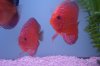 fish 002.JPG fish 002.JPG