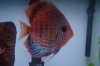 fish 003.JPG fish 003.JPG