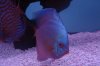 fish 006.JPG fish 006.JPG