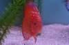 fish 005.JPG