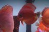 fish 013.JPG fish 013.JPG