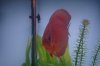 fish 008.JPG fish 008.JPG