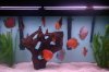 fish 010.JPG