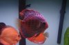 fish 018.JPG fish 018.JPG