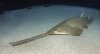 fw sawfish.jpg