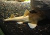 albino horn.jpg