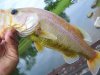 leucistic bass.jpg