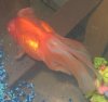 Aquarium for Sale 032.jpg