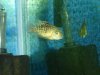 Fishes 036.jpg